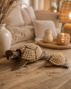 Turtle Shell L